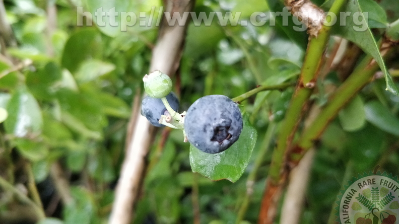 Blueberries_2.jpg