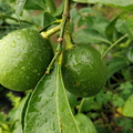 Two_Limes.jpg