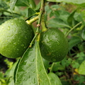 Limes