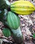 Cocoa Plants In Ghana  West Africa