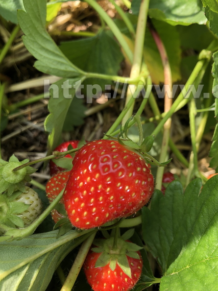 Strawberries - Tougas Family Farm