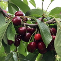 Dark Sweet Cherries (Ripe & Unripe) - Tougas Family Farm (1:2)