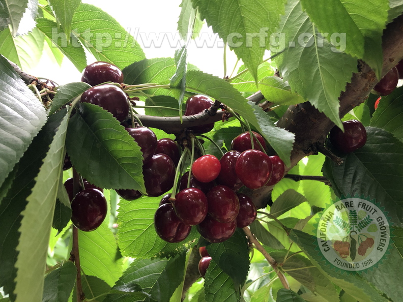 Dark Sweet Cherries (Ripe & Unripe) - Tougas Family Farm (2:2)