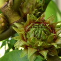 Rare Ficus dammeropsis fig fruits
