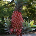 Red Pineapple with babies