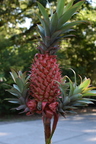 Red Pineapple with babies