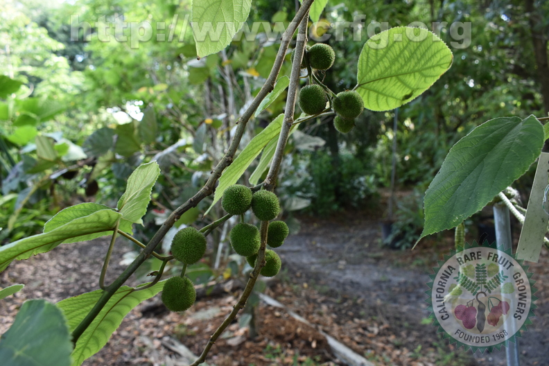 Green paper mulberry fruit