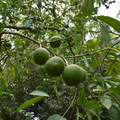 White Sapote fruits