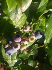 Blueberries in the Sun