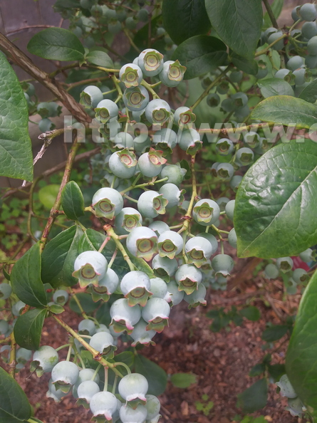 Young Blueberries