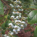 Young Blueberries