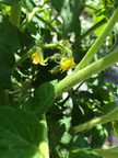 New Life Tomatoes
