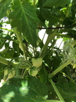 New Life Tomatoes