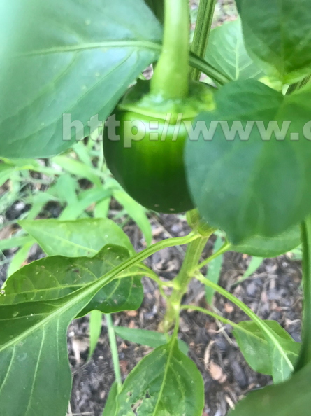 Bell Peppers 2
