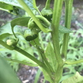 Bell Peppers 3