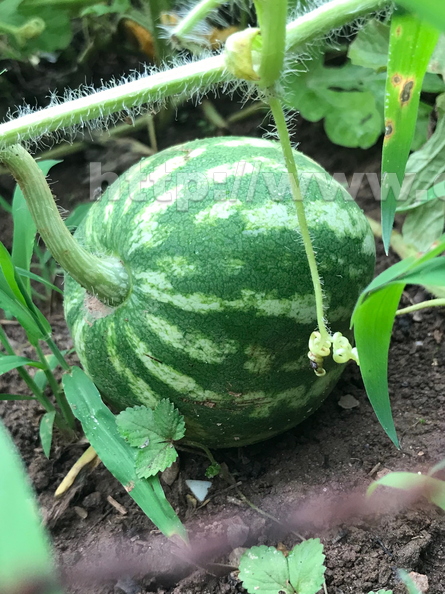 Watermelon 1.jpg