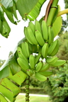 Green Bananas 