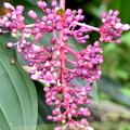 Medinilla species 