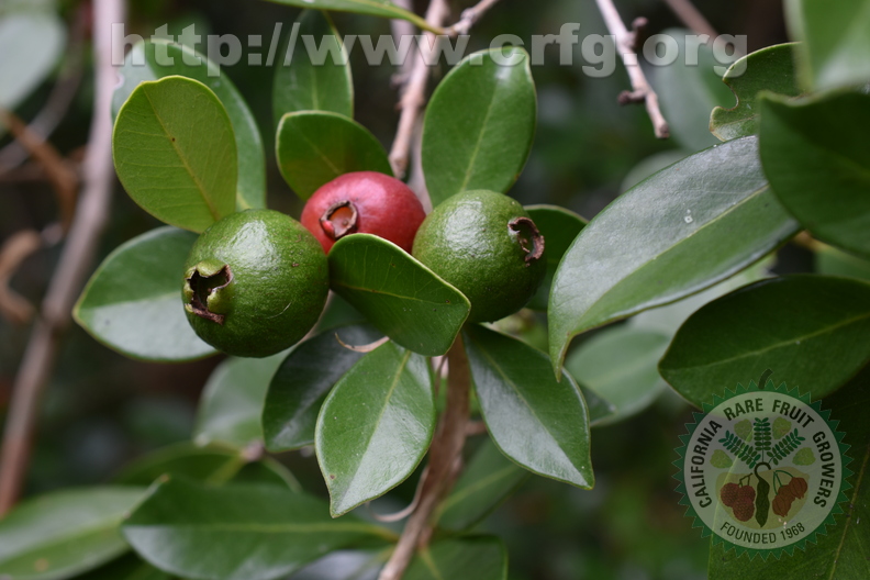 Red Guava fruits