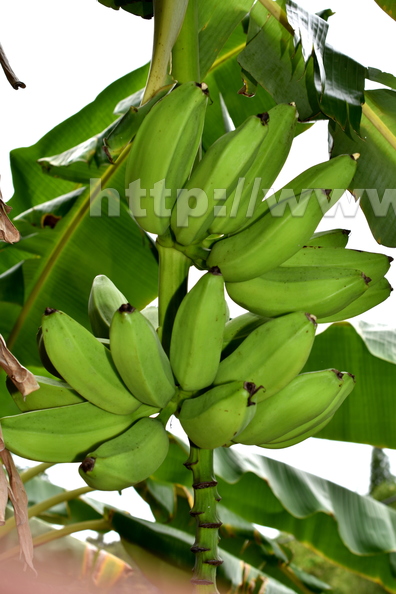 Green Bananas fruits