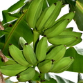 Green Bananas fruits