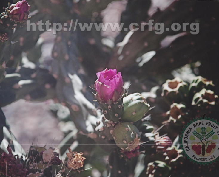Flower of the Tree Cholla