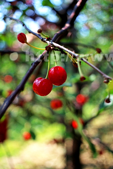 cherry_tree.jpg