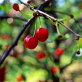 Cherry Tree