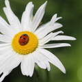 Daisy and Ladybug
