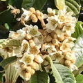 Honeybees and Loquat Blossoms