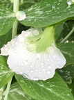Pea Flower After a Rain