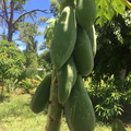Papayas.JPG