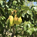 Ripening pears