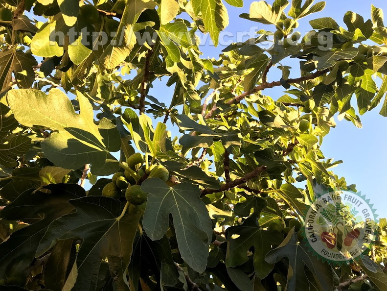 fig tree 2.jpg