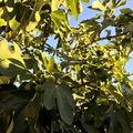 fig tree 2.jpg