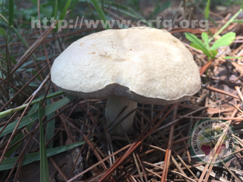 Mushroom.JPG