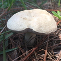 Mushroom in Florida