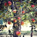Family Owned Apple Grove