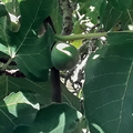 Fig So Green