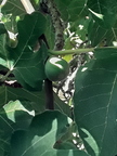 Fig So Green