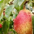 Fresh Pear After Rain