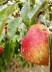 Fresh Pear After Rain