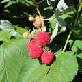 Raspberries Sarah Turek.jpg