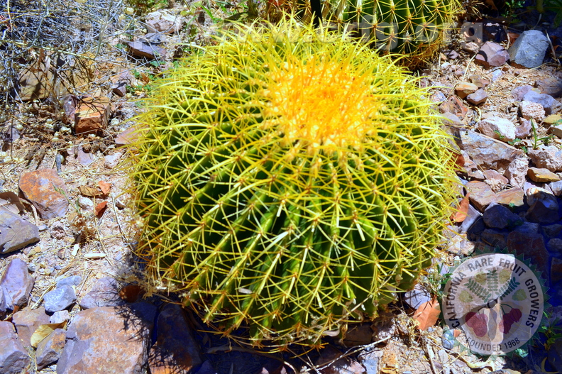 GoldenBarrel_cactus.JPG