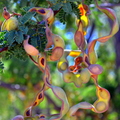 Mysterious Mesquite Pods