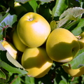 Golden Green Apples