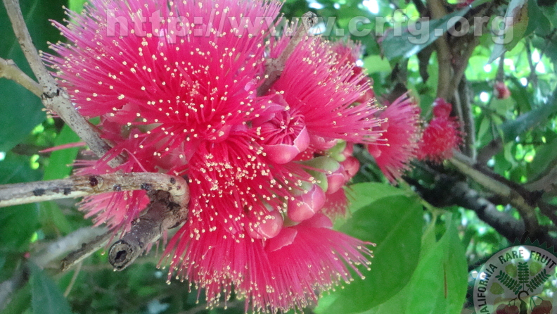 Malay Apple Blossom