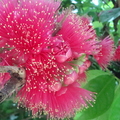 Malay Apple Blossom