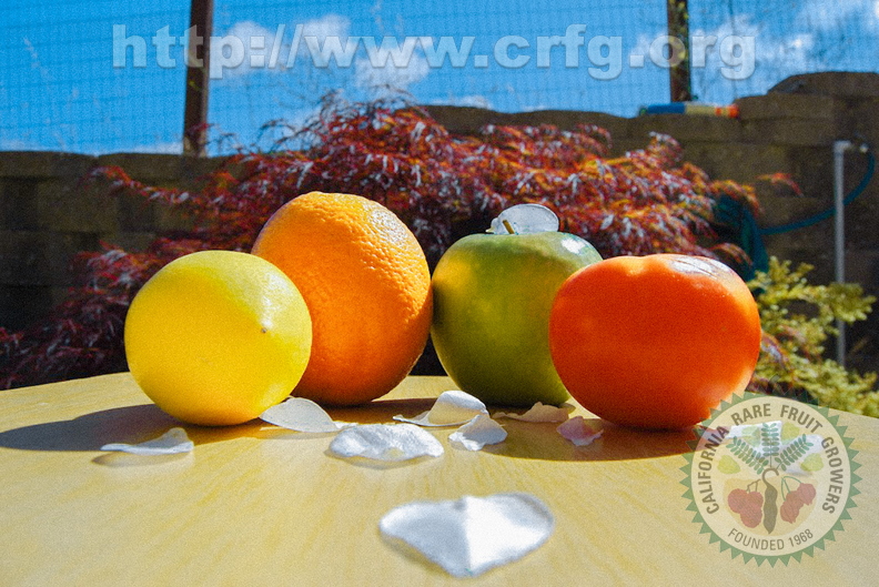 Orange, Lemon, Apple, Tomato