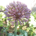 Garlic flowerhead